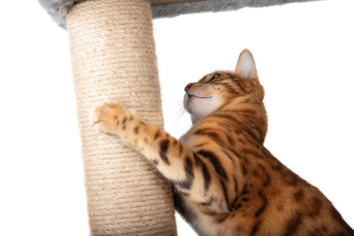 Geen gekrab van je kat meer!